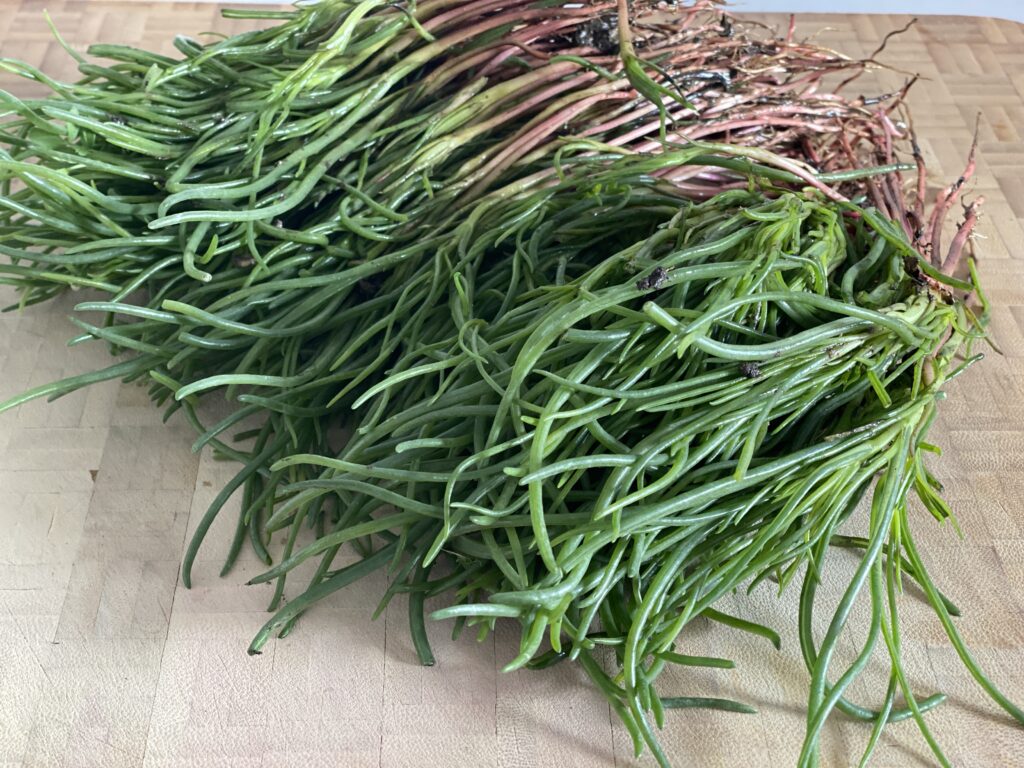 Mönchsbart Agretti Salzkraut