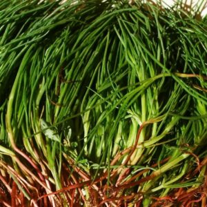 20 frische Agretti Samen, salsola soda, Salzkraut, Mönchsbart