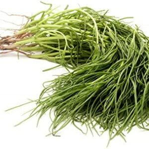 Agretti Salzkraut - 50 Samen