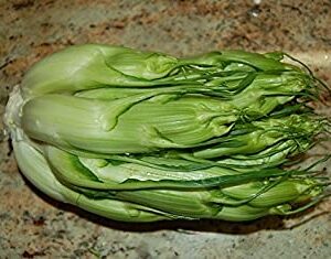 Chicoria Catalogna Cicoria Puntarelle Chicorium, 250 Samen
