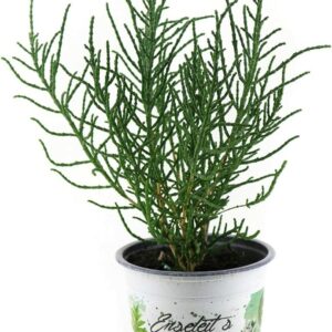Weseler Kräuterparadies Salzkraut Pflanze Salicornia europaea, Kräuter Pflanze, Queller
